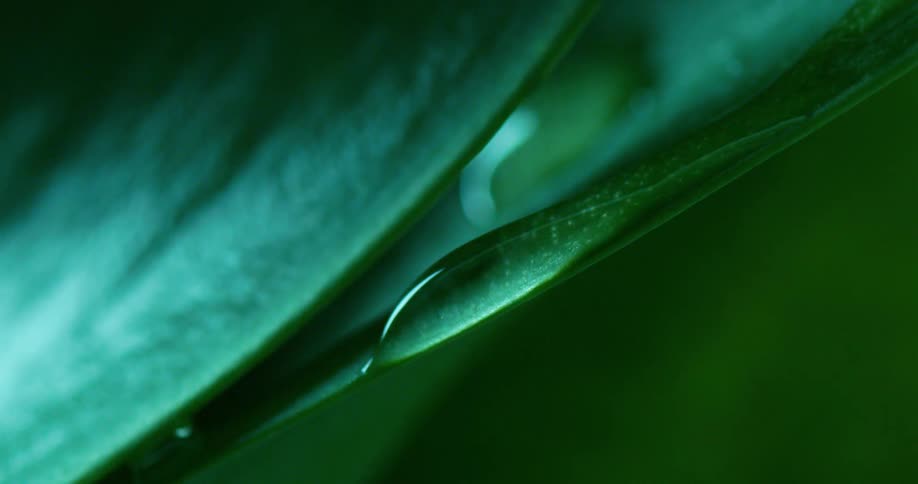 The droplet of water is rolling down the leaf and it rolls off of the edge