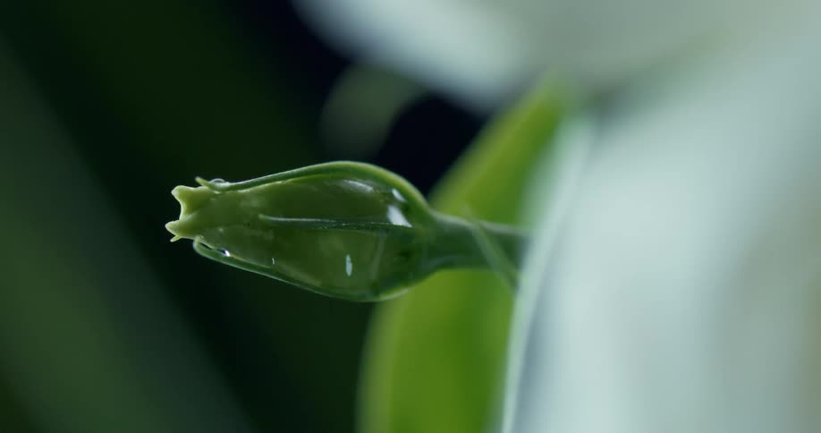 A shaking green flower at night