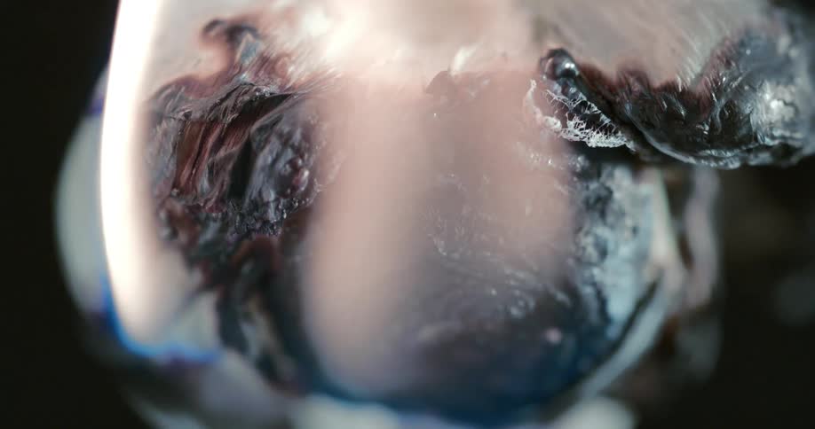 A close up clip of an insect
