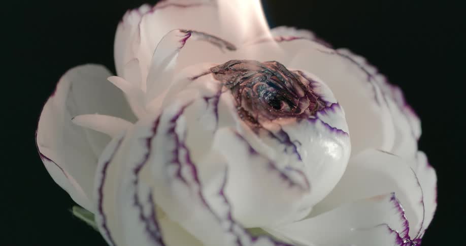 A burning flowery object at night