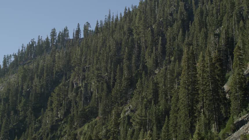This steep hillside is covered with tall trees