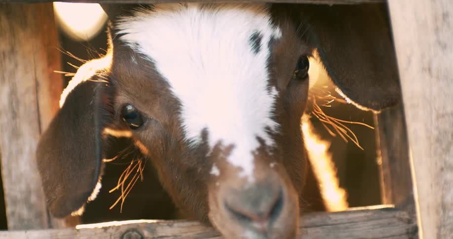 Baby goats head outdoors during day time