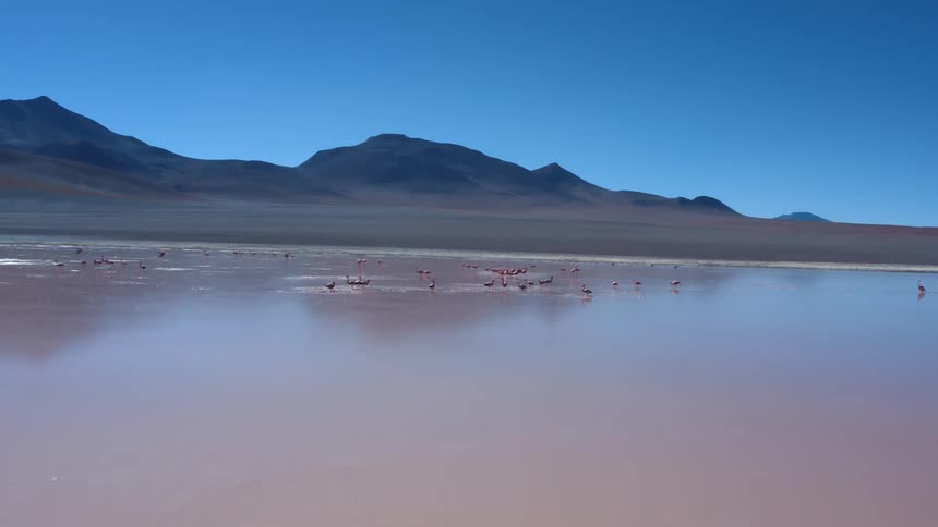 A group of pink flamingos wade in shallow water with a mountainous desert in the background