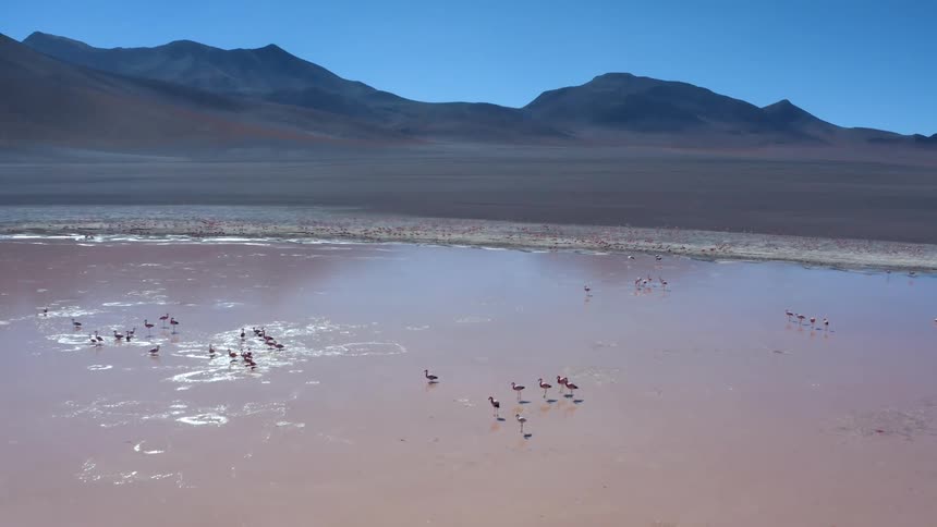 An aerial view of a desert plains pond with a lot of a wading birds in it