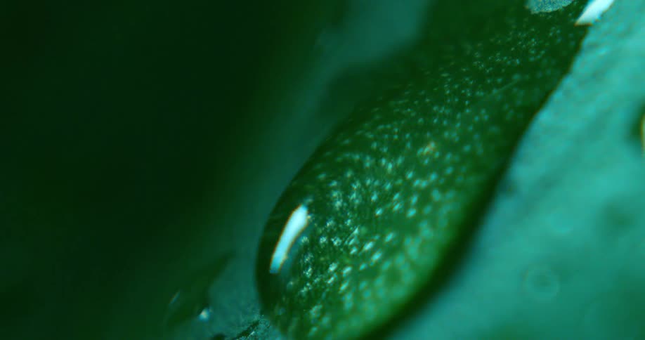 A water droplet moves over the green leaf of a plant