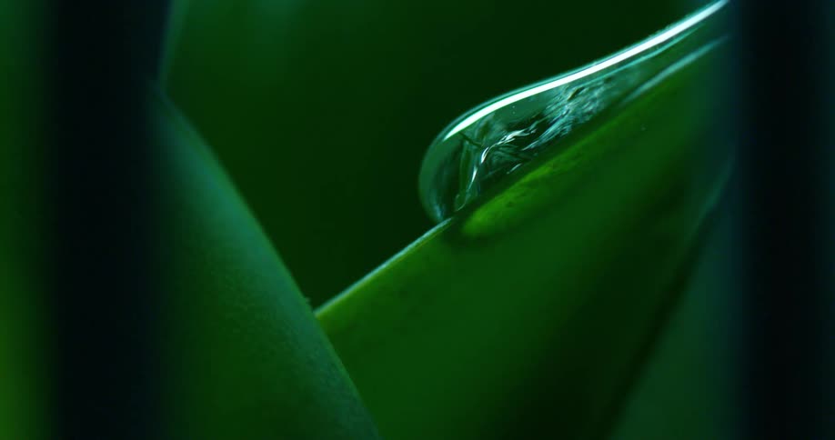 Extreme closeup of a dense droplet falling on a green leaf