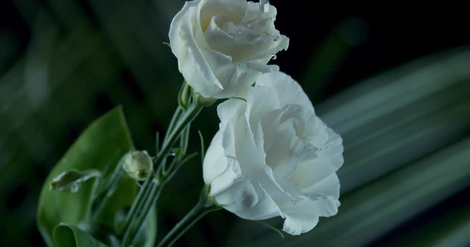 Drops of water on a flower with white petals