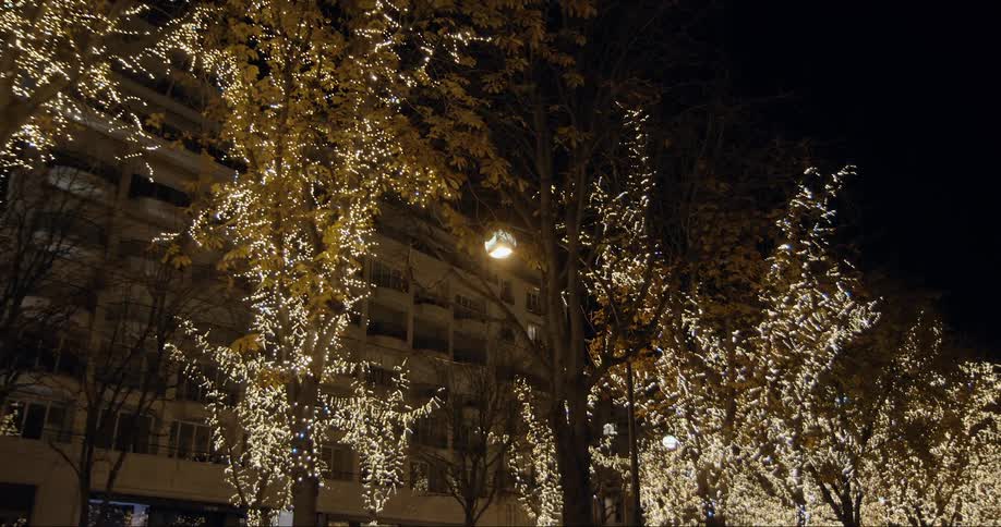 The trees in front of the building are brightly lit