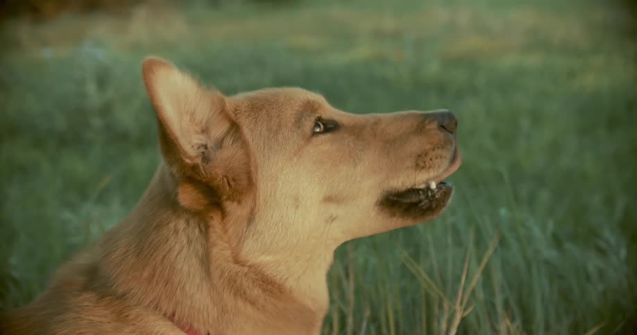 Dog sitting on a field of green grass