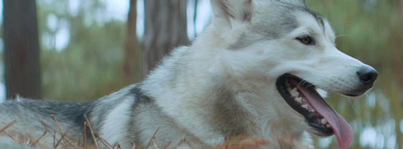 A husky pants and lies on the ground in front of trees