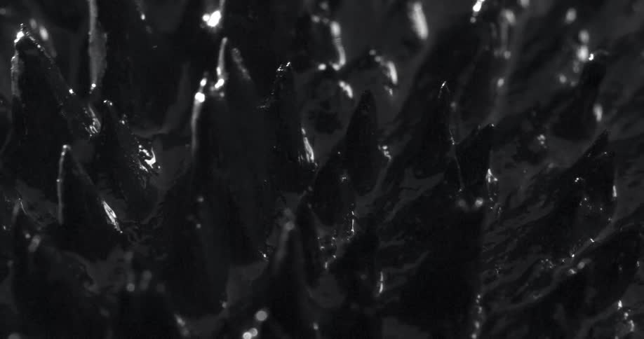 Spikes of black ferromagnetic fluid reacting to a magnet