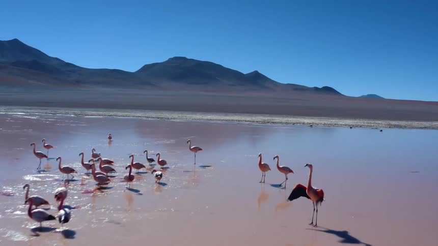 A group of flamingos stand in shallow water in a desert and near mountains