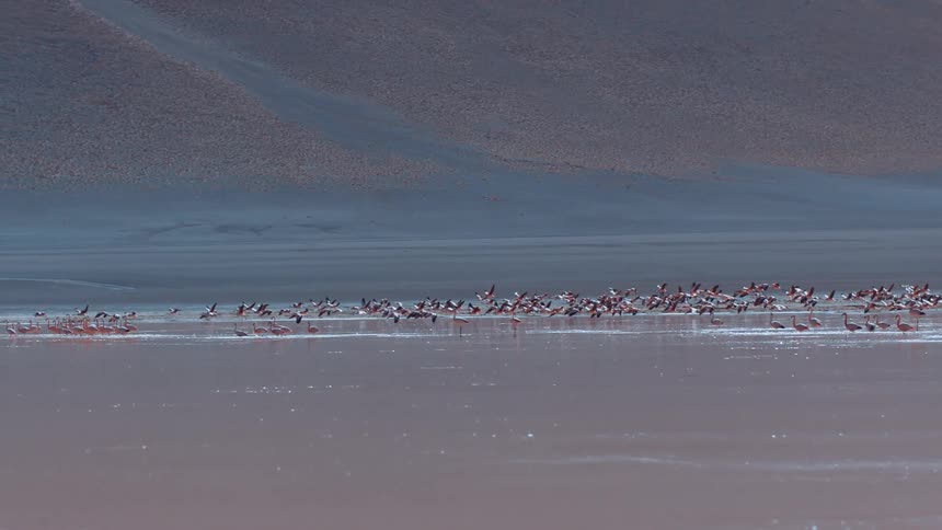 A large group of flamingos flies over shallow water
