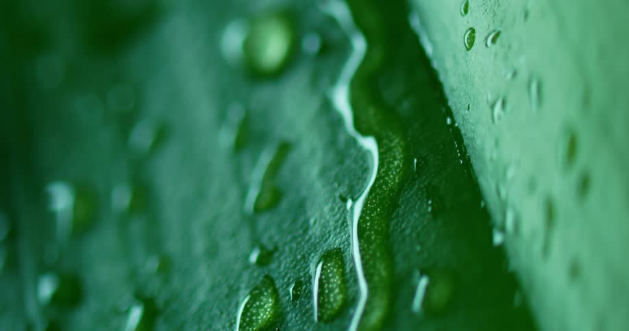 Water dripping off a body of a plant
