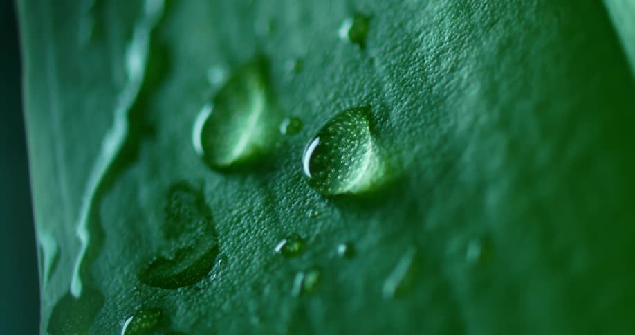 A drop of water rolls down next to other drops sitting on a leaf