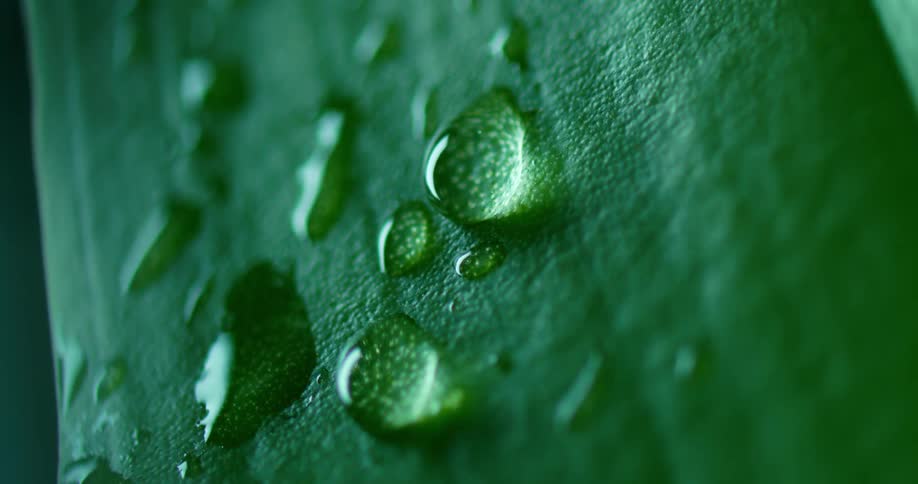 Water droplets on a leaf