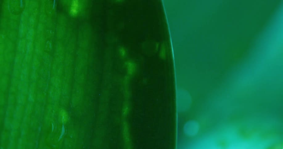 Water drop flows down surface of green leaf