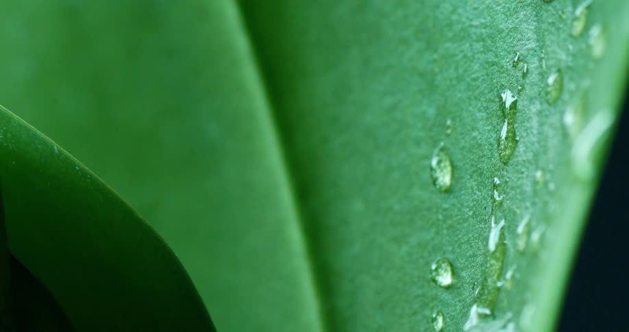 The droplets are going down the leaf getting larger as it goes