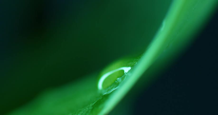 A drop of water falling from a green leaf