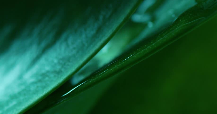 Drops of dew running down the underside of a leaf