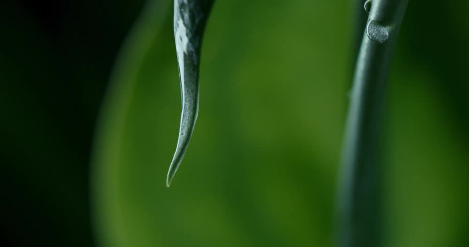 Water drop rolls down leaf of plant before dropping off
