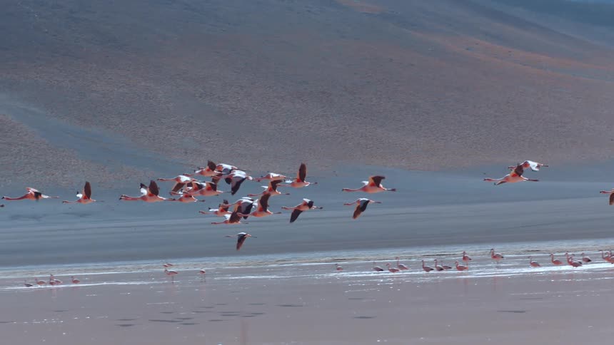 Flock of flamingos flying over a lake in a natural environment