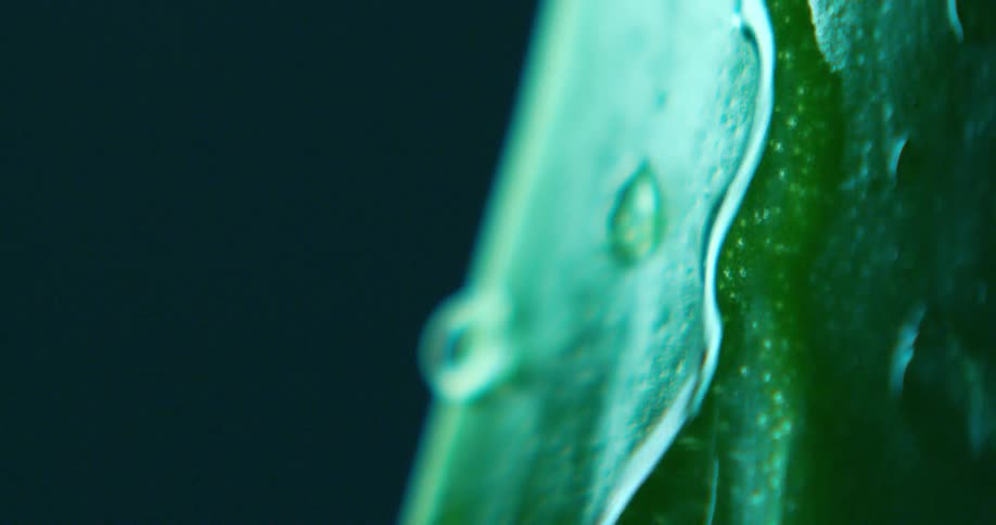 Water droplets fall onto a green plant