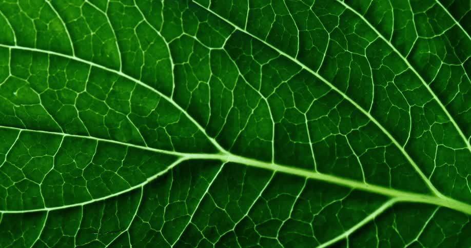 A small drop of water flows down the veins of a single leaf