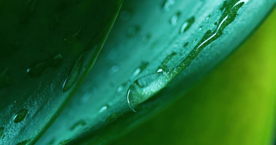 A magnified leaf has a water droplet dripping down off of it