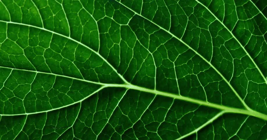 The single droplet of water is rolling down the leaf