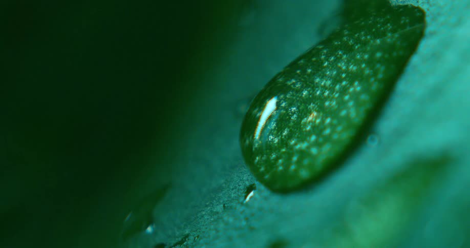 Drop of water over a green leaf