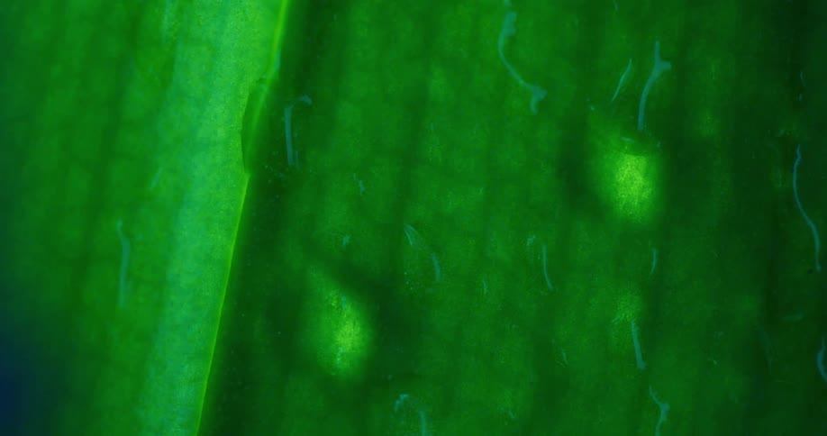 Extreme closeup of a leaf with water droplets falling