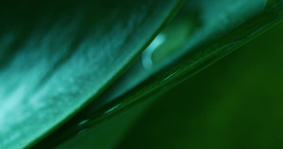 Drops of water on a leaf