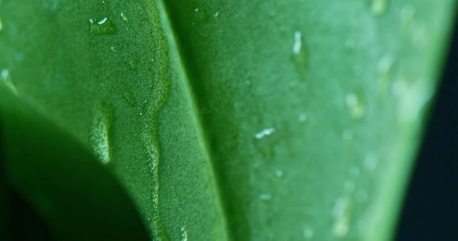 Water drips down the plant