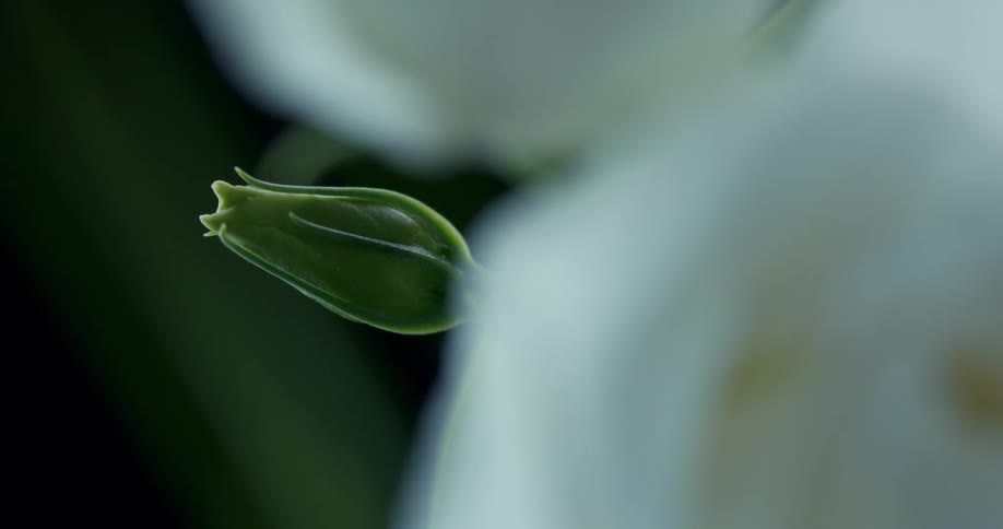A close up video of a green flower