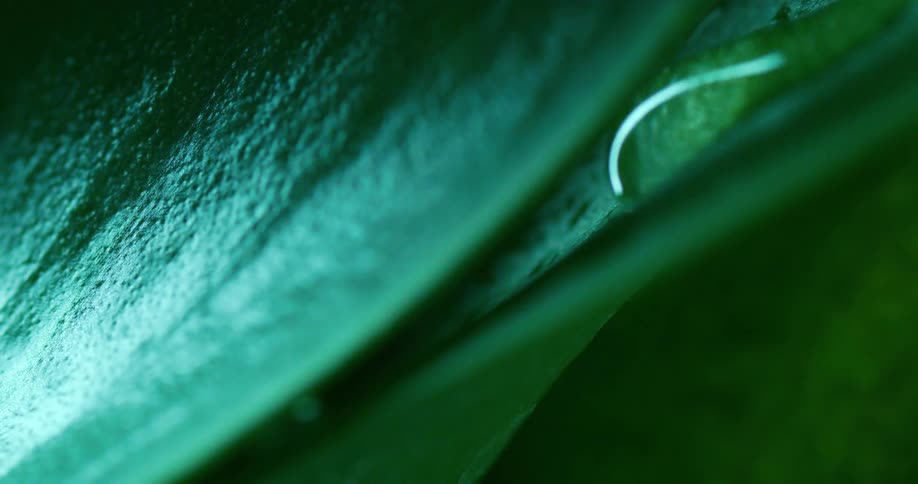 Closeup of a drop of water running down the plant