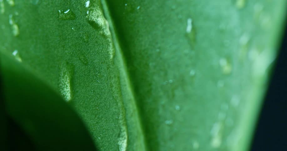 Rain falls on the green leaf of a plant and drips down