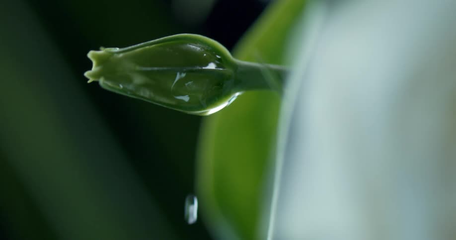 The bulb of the flower is dripping water