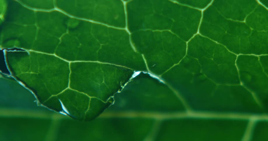 A green leaf with water droplet