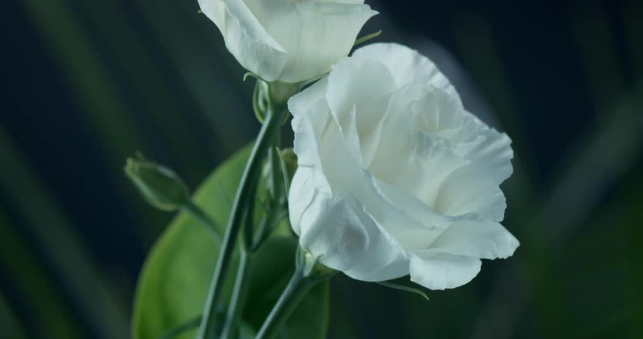 Two white flowers are together