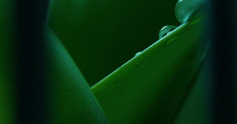A green plant is dripping water