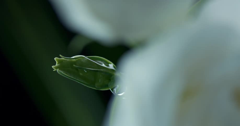 Water drips on the flower bulb