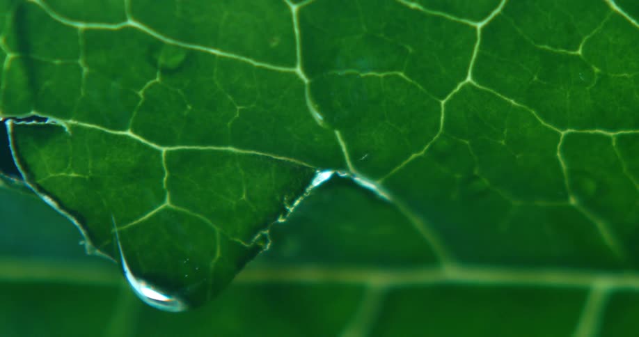 Waterdrops from a green leaf at midday
