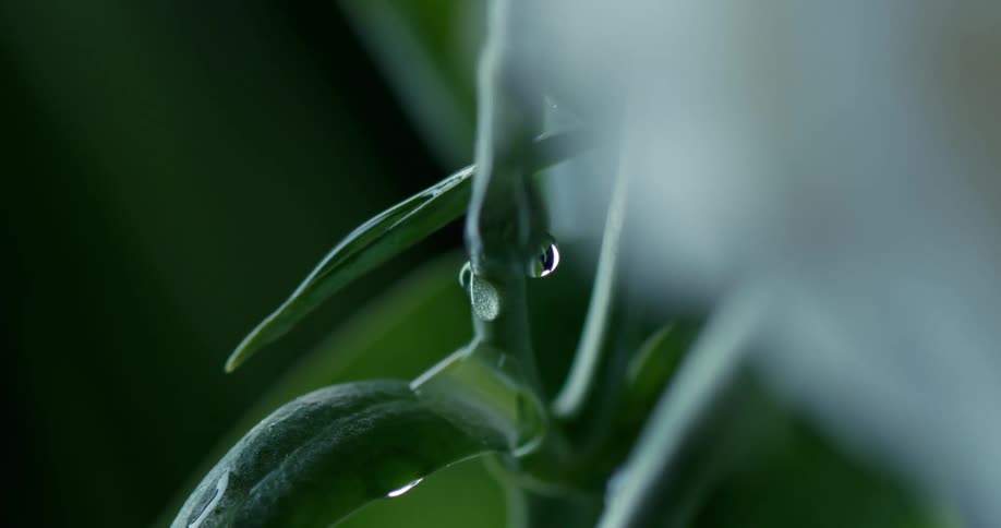 Dewdrops running down the side of a plant
