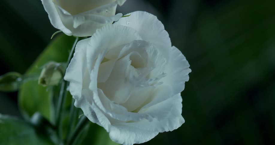 Close up of white flower