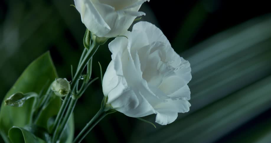 Flowers with drops of water at midday