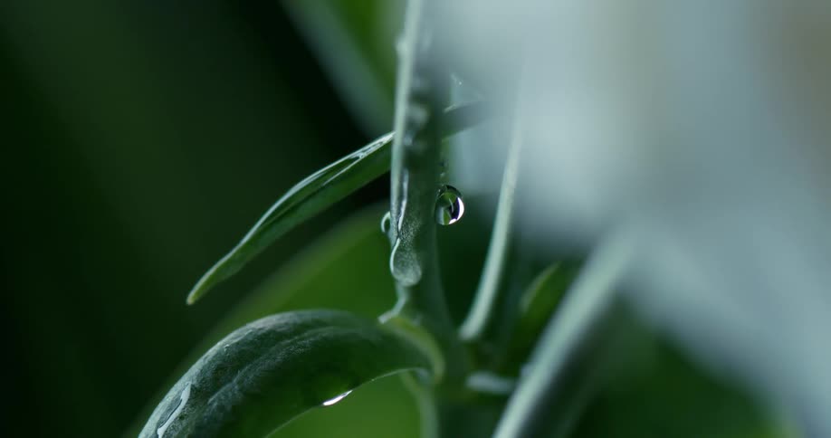 Droplets of water on a plant leaves