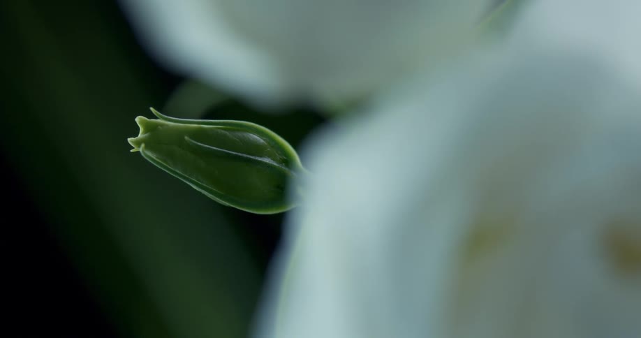 A flower that hasnt flourish and still in its green state as a plant