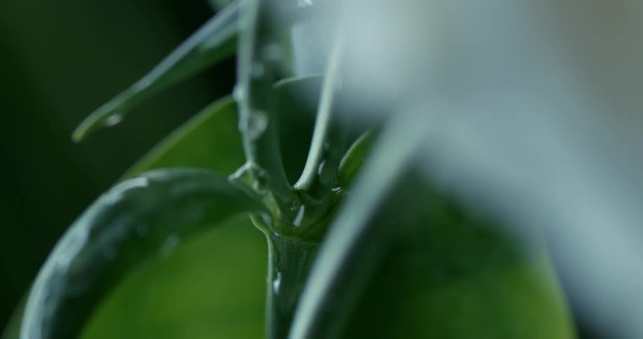 A glistening water droplet delicately descends from the tip of a vibrant green leaf