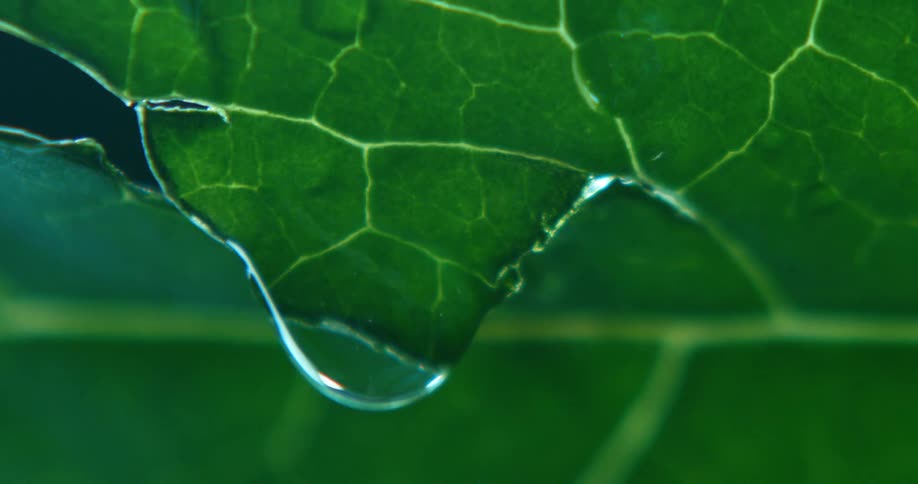 Raindrops are falling off the leaf of a plant